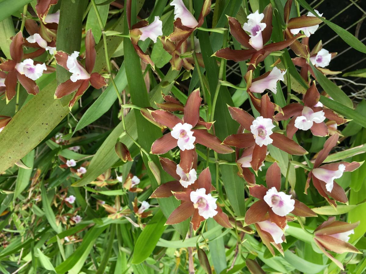 Miltonia candida