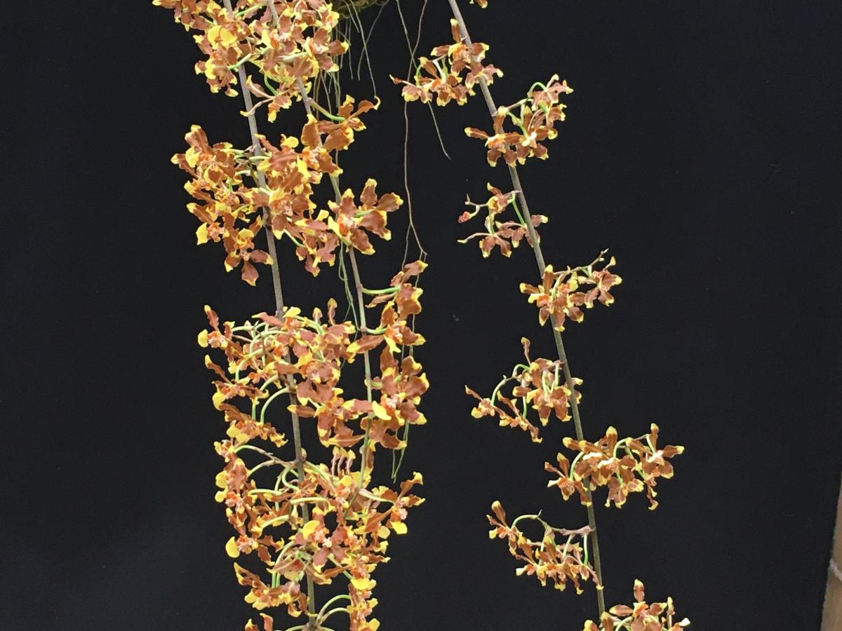 Oncidium pardothyrsus
