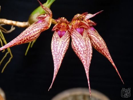 Bulbophyllum Crownpoint