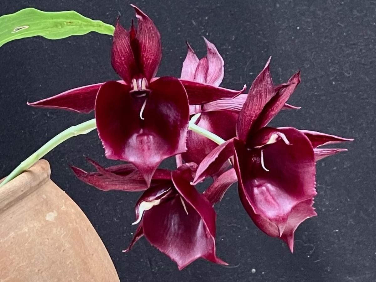 Ctsm pileatum  imperiales x (( Stephen Moffitt ) x ( Orchidglade x J.Diamonds ))