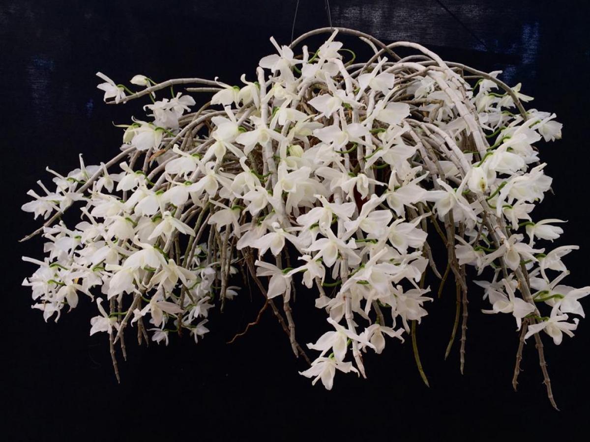 Dendrobium anosmum albo