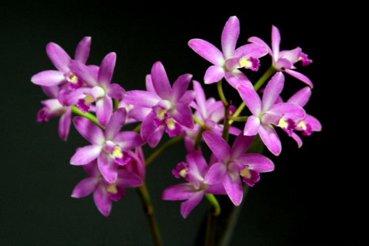 Laelia rupestris