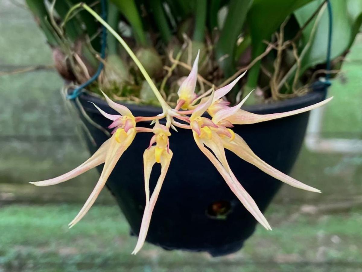 Bulbophyllum macraei