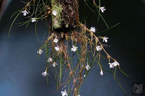 Isabelia pulchella var alba