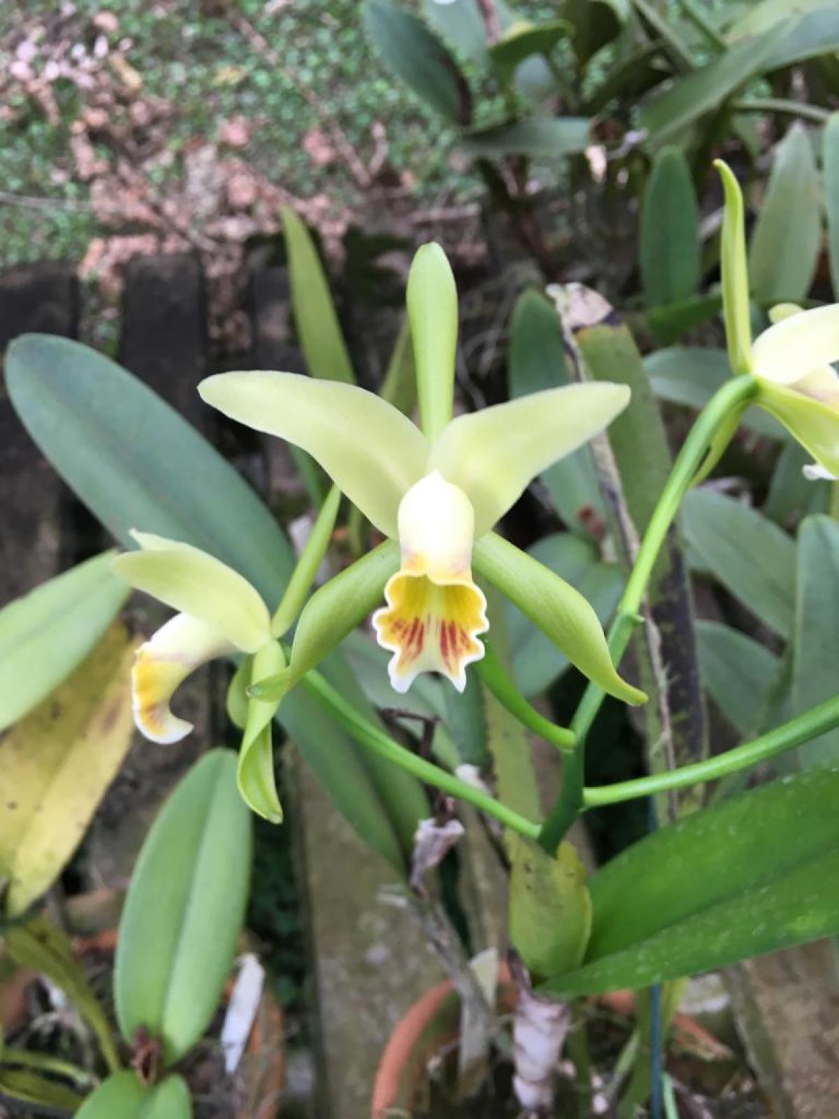 Cattleya mooreana