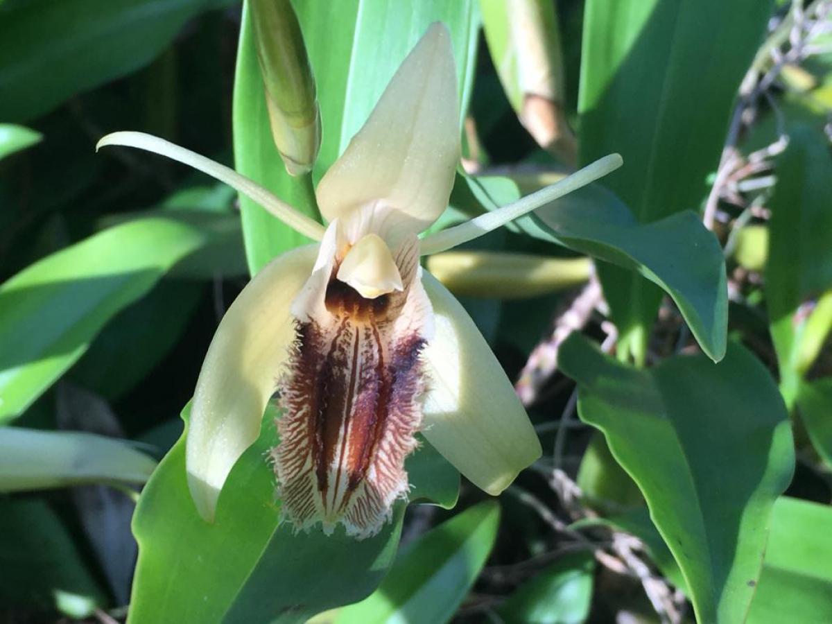 Coelogyne ovallis