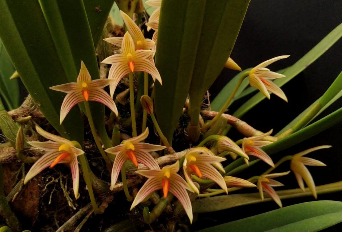 Bulbophyllum affine