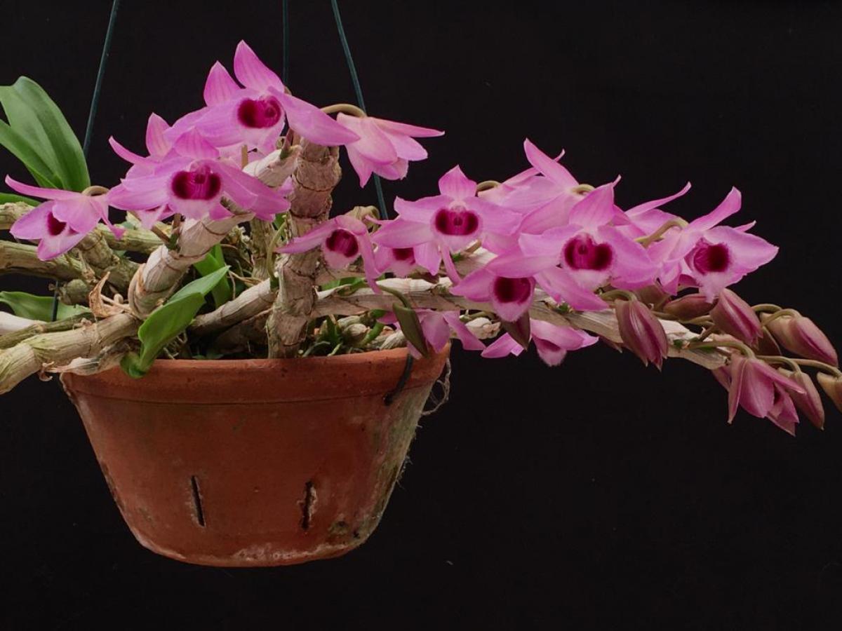 Dendrobium parishii