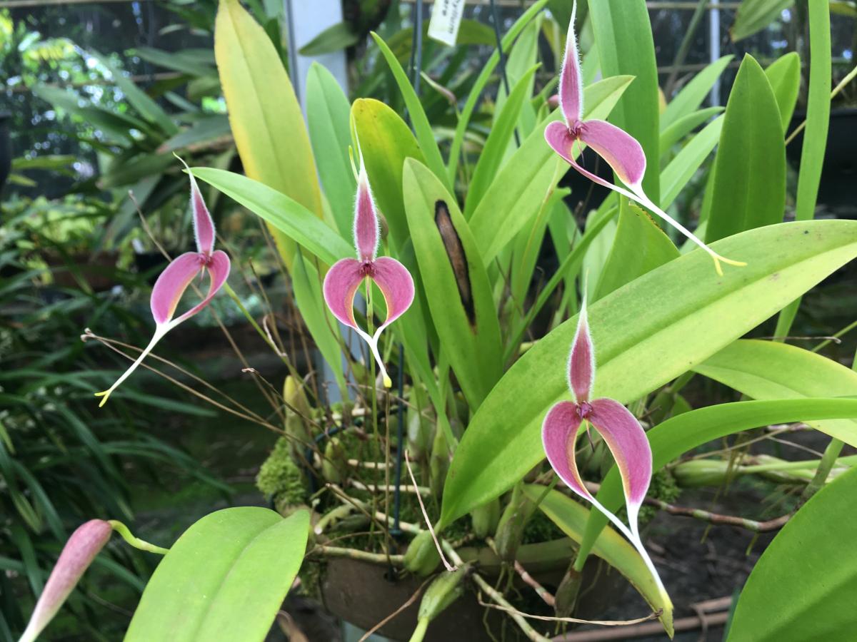 bulbophyllum masdevalliaceum