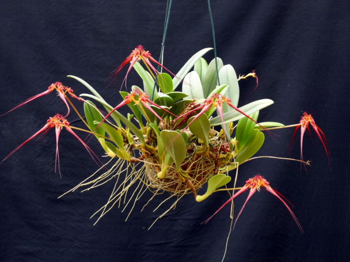 Bulbophyllum wendlandianum