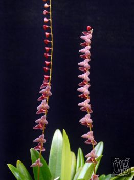 Stelis viridipurpurea