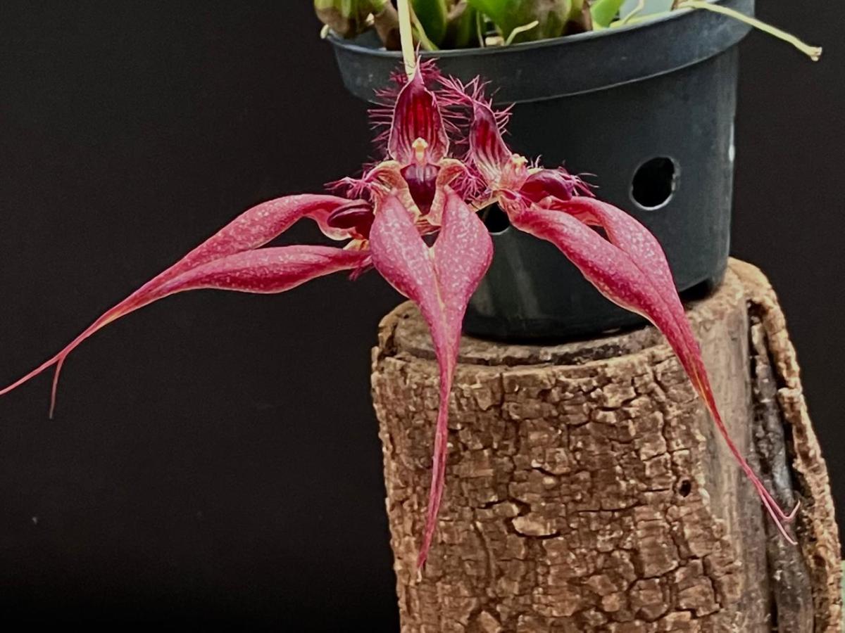 Bulbophyllum ( rosthschildianum x pingtungensis )