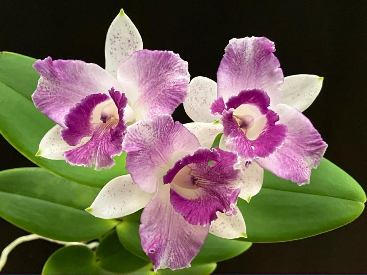 Cattleya ( Intermedia coerulia pelorica x amethystoglossa coerulia )