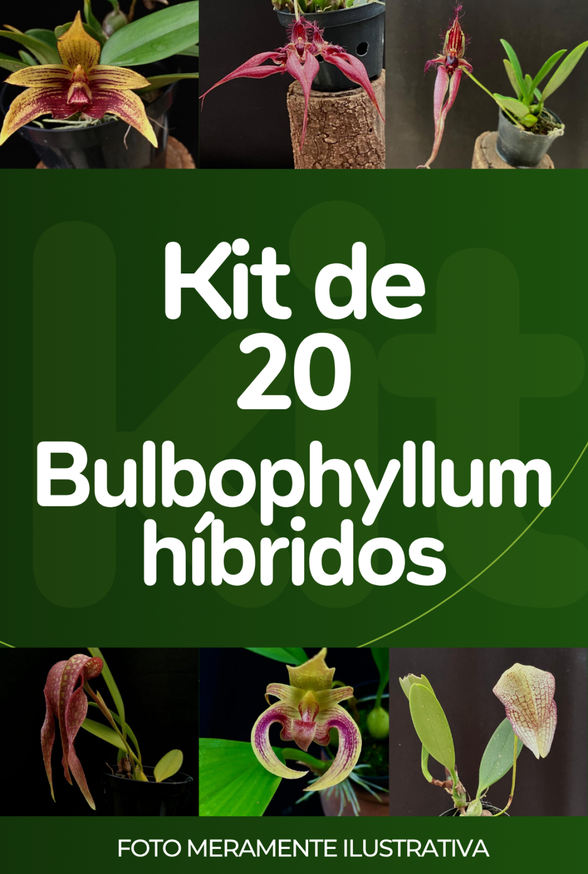 Kit com 20 Bulbophyllum híbridos (LEIA A DESCRIÇÃO)