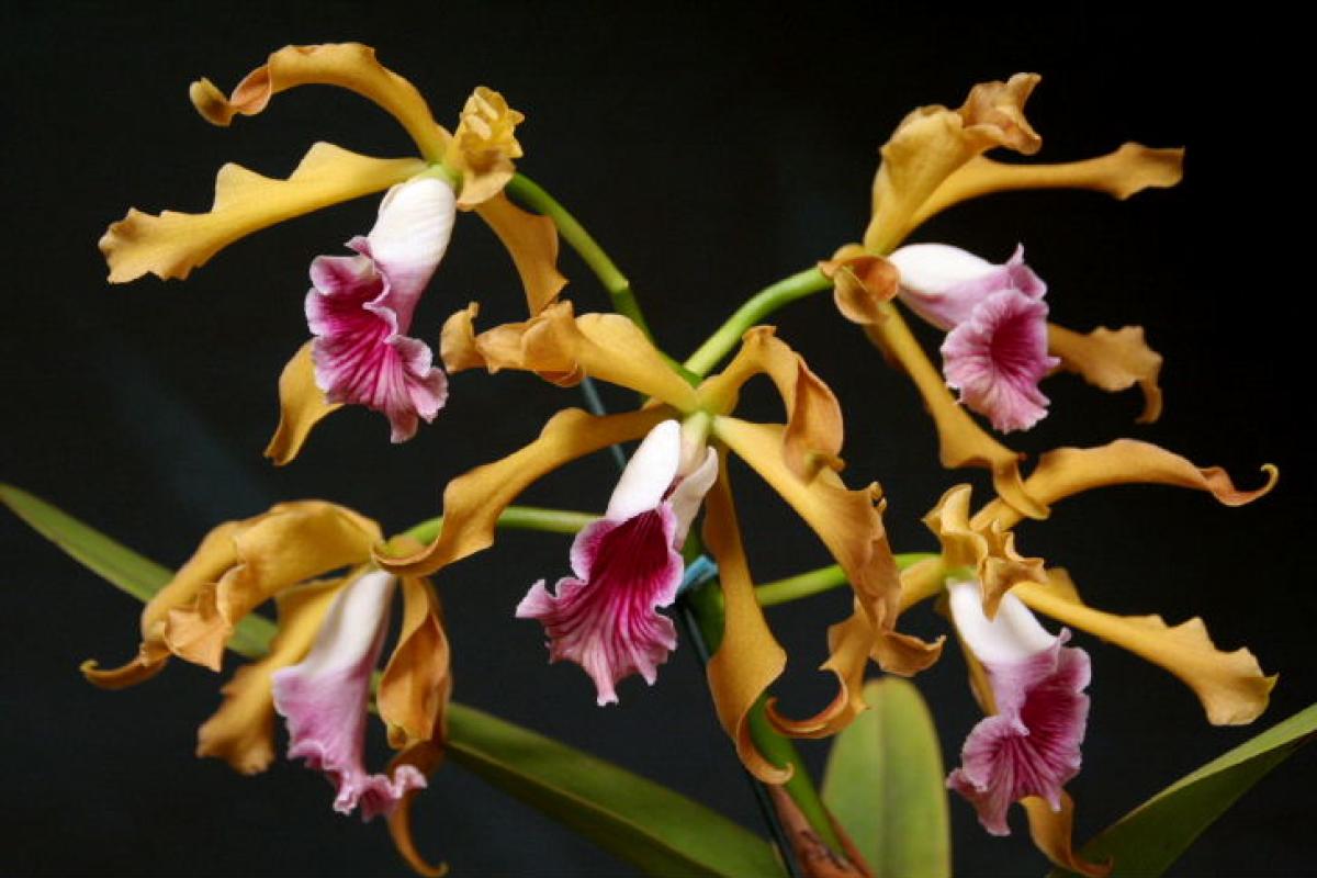 Laelia grandis