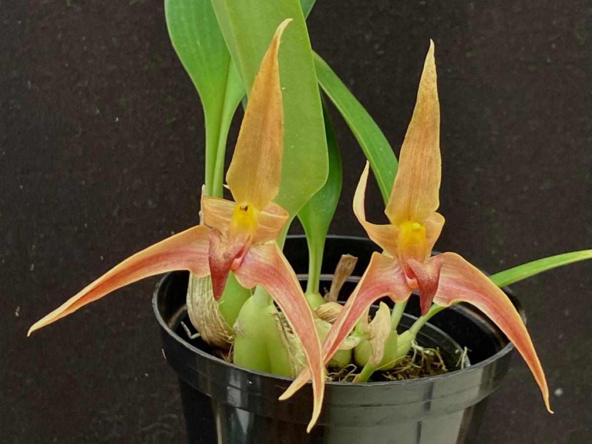 Bulbophyllum  (  lobbii  x facetum )