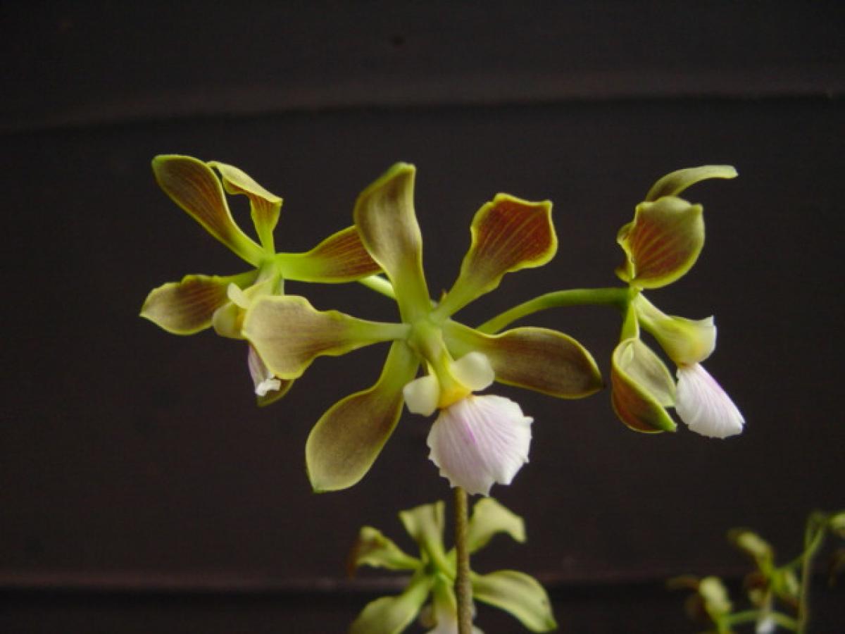 Encyclia osmantha