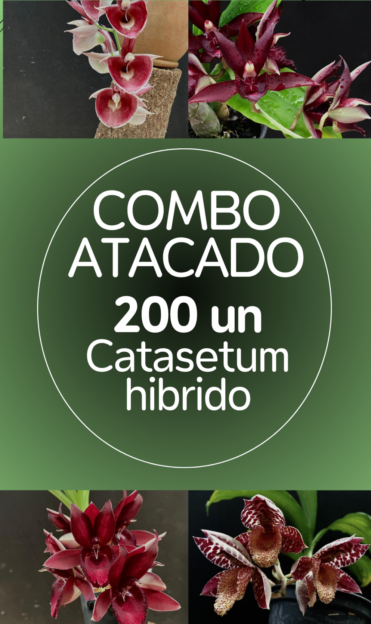 COMBO ATACADO DE CATASETUM HIBRIDO – 200 PLANTAS