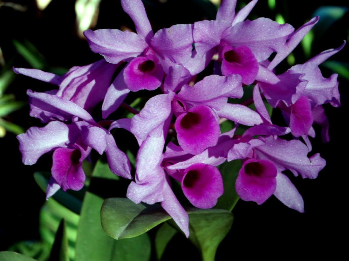 Cattleya deckerii coerulia x self