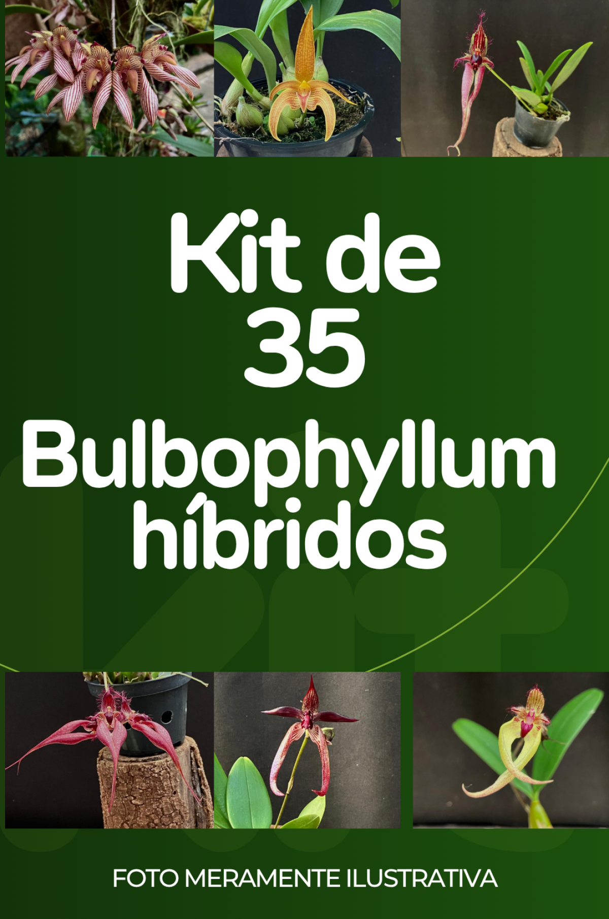 Kit com 35 Bulbophyllum híbridos (LEIA A DESCRIÇÃO)