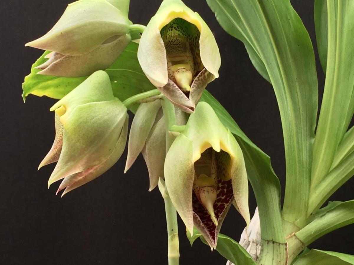 Catasetum macrocarpum