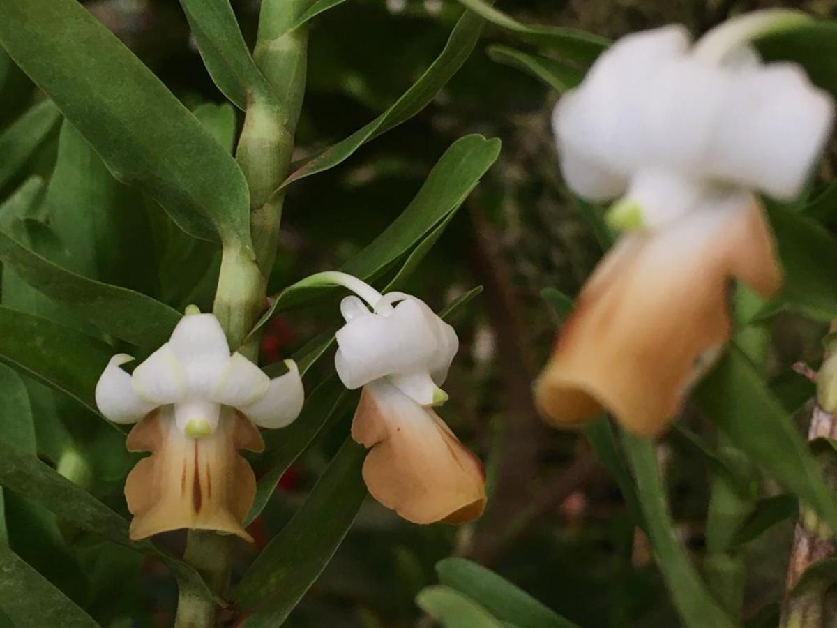 Dendrobium ellipsophyllum