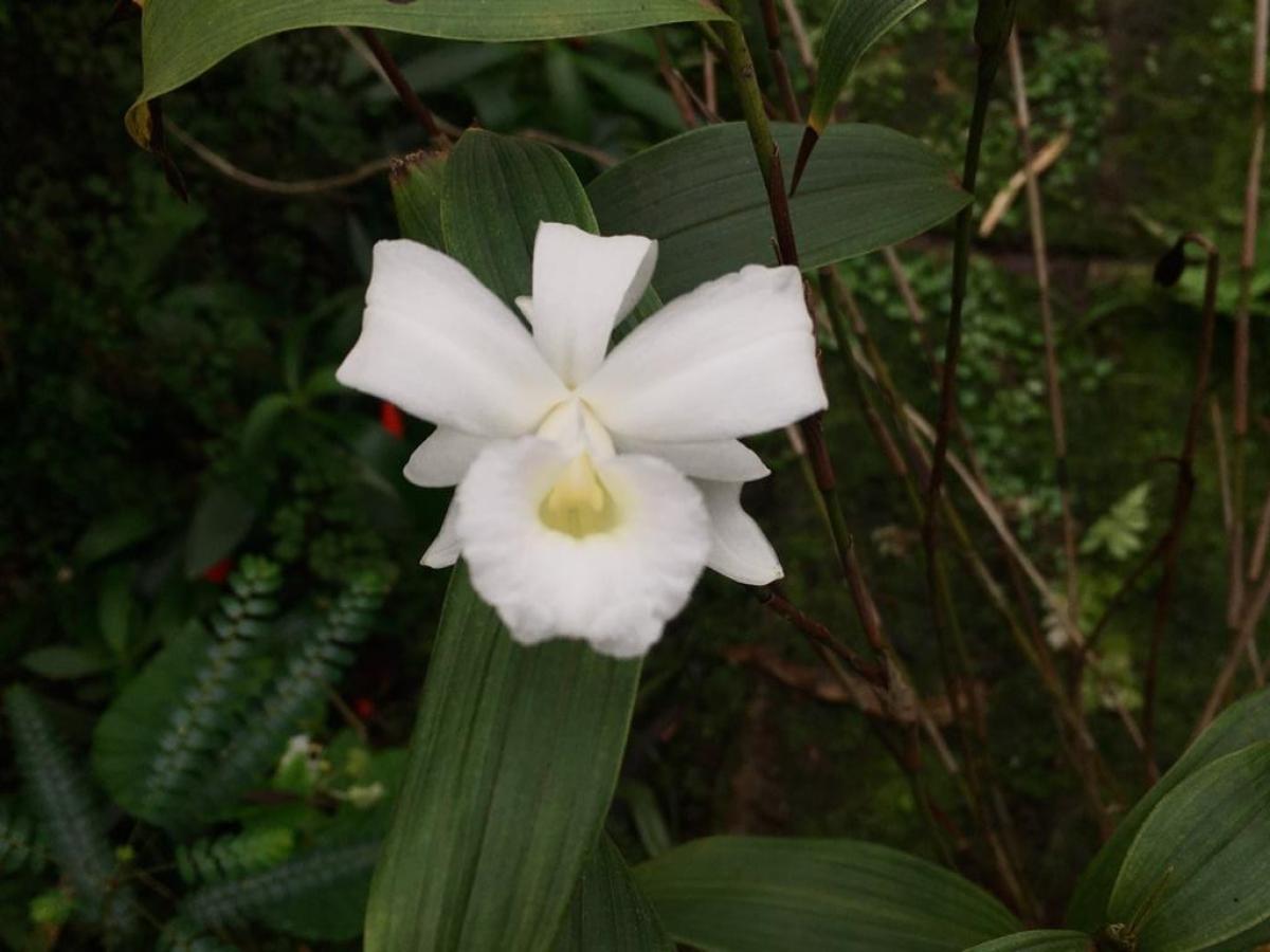 Sobralia sessilis var alba x self