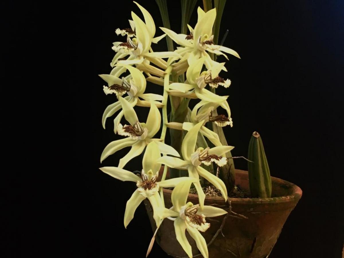 Coelogyne pandurata