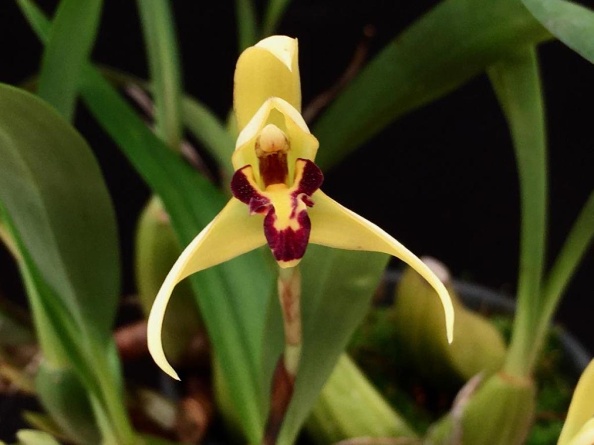 Maxillaria marginata