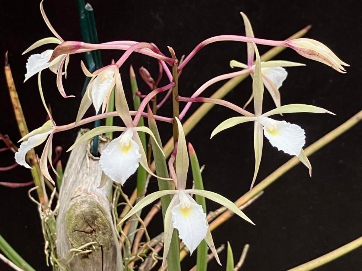 Brassavola  