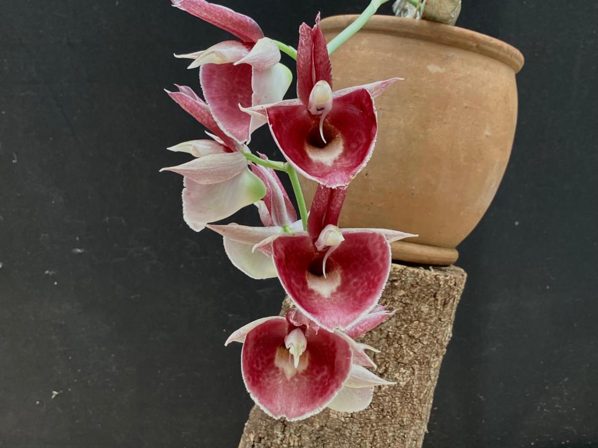 Catasetum ( Joao Stivalli  x  Orchidgrade Polka Dot