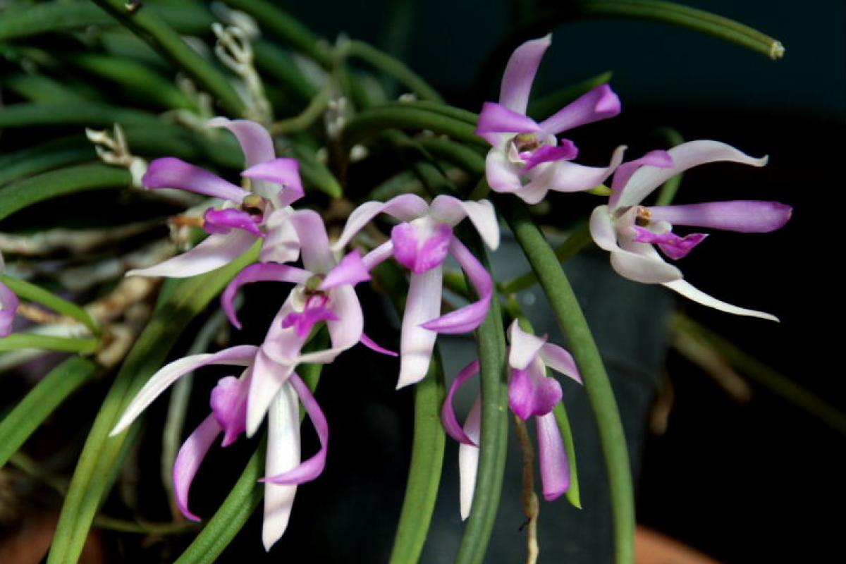 Leptotes pohlitinocoi