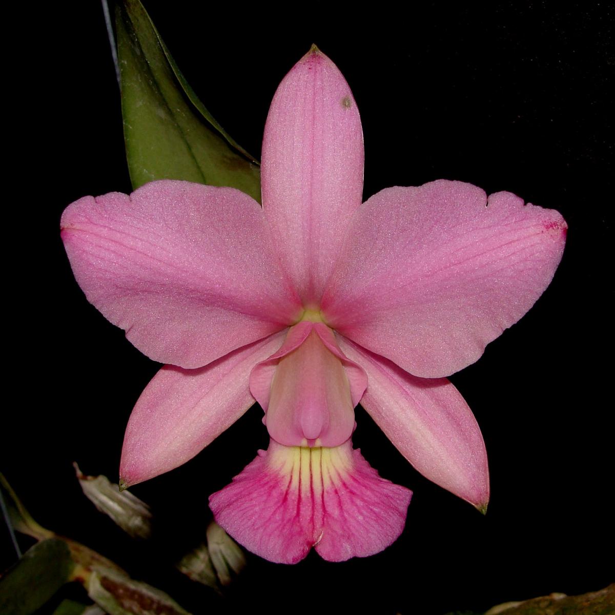 Cattleya walkeriana ( vinicolor x vinicolor )