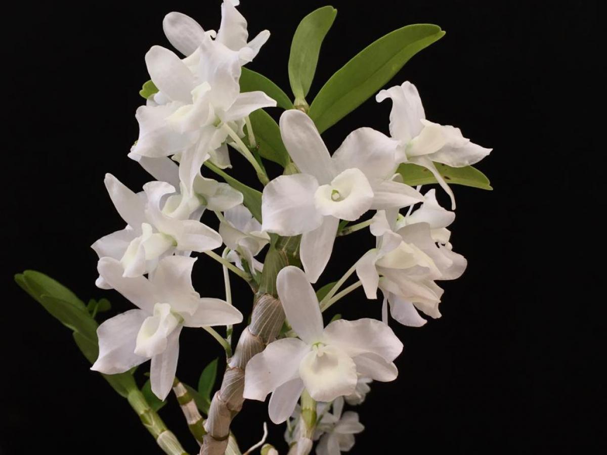 Dendrobium nobile var albo