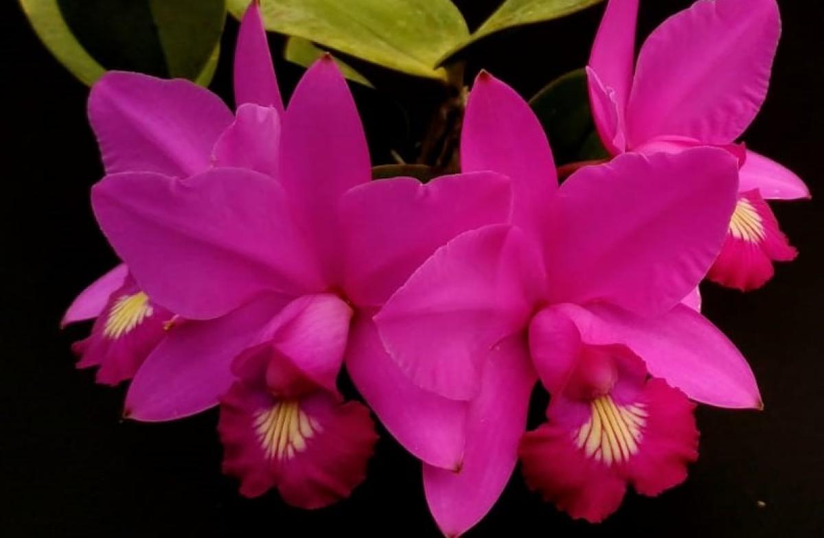 Cattleya xlabendziana ( C.nobilior