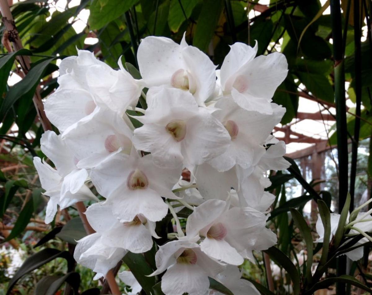 Dendrobium sanderae var major.