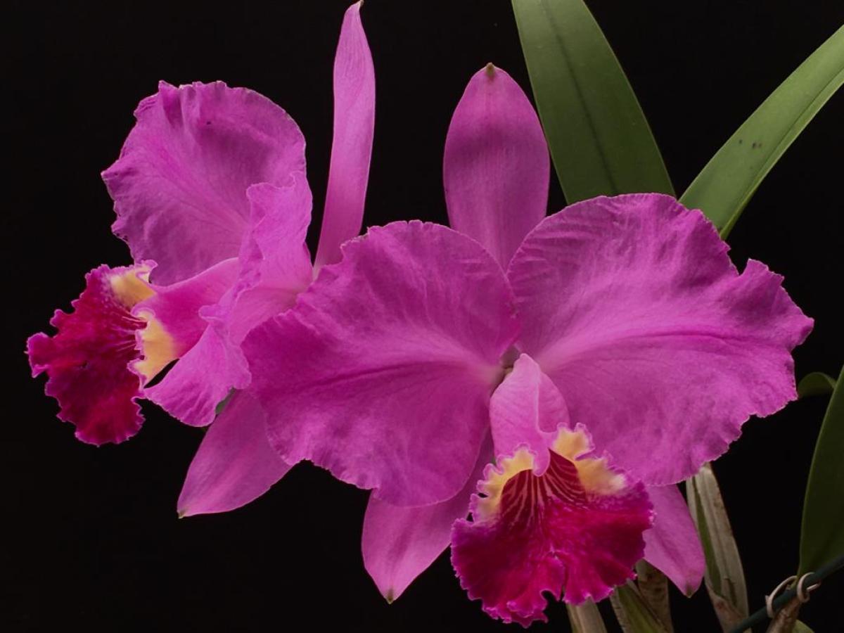 Cattleya lueddmanniana ( rubra x rubra )