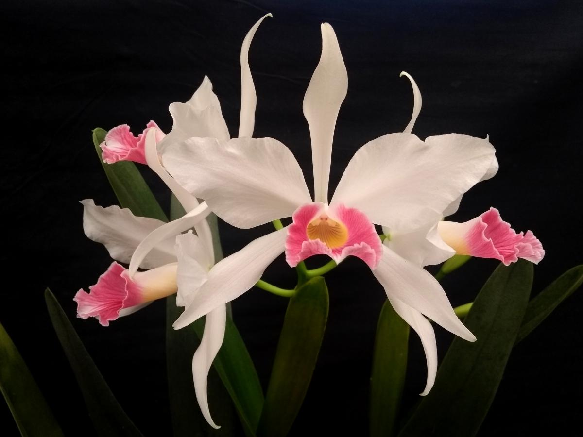 Laelia purpurata carnea (